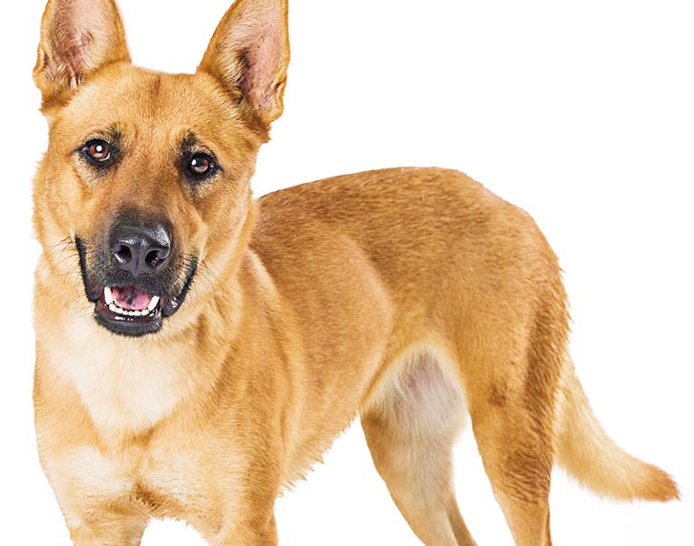 Over 50 of South Carolina and North Carolina families have a dog